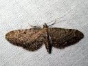 Eupithecia_virgaureata_piiskupikkumittari_IMG_4613.JPG