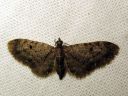 Eupithecia_virgaureata_piiskupikkumittari_IMG_5544.JPG