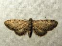 Eupithecia_virgaureata_piiskupikkumittari_IMG_6030.JPG