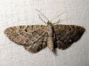 Eupithecia_virgaureata_piiskupikkumittari_IMG_6344.JPG