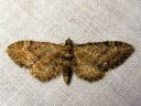 Eupithecia_vulgata_kulmapikkumittari_IMG_0011.JPG