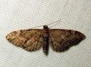 Eupithecia_vulgata_kulmapikkumittari_IMG_0145.JPG