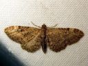 Eupithecia_vulgata_kulmapikkumittari_IMG_0242.JPG