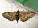 Eupithecia_vulgata_kulmapikkumittari_IMG_0271.JPG