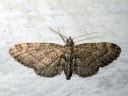 Eupithecia_vulgata_kulmapikkumittari_IMG_0605.JPG