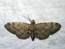 Eupithecia_vulgata_kulmapikkumittari_IMG_0606.JPG