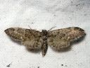 Eupithecia_vulgata_kulmapikkumittari_IMG_0809.JPG