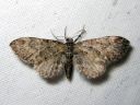 Eupithecia_vulgata_kulmapikkumittari_IMG_0851.JPG