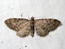 Eupithecia_vulgata_kulmapikkumittari_IMG_3430.JPG