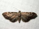 Eupithecia_vulgata_kulmapikkumittari_IMG_3847.JPG