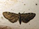 Eupithecia_vulgata_kulmapikkumittari_IMG_6063.JPG