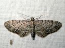 Eupithecia_vulgata_kulmapikkumittari_IMG_6319.JPG