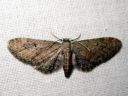 Eupithecia_vulgata_kulmapikkumittari_IMG_6950.JPG