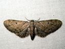 Eupithecia_vulgata_kulmapikkumittari_IMG_6951.JPG