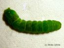 Euplexia_lucipara_larva_laskosyokkonen_toukka_29_8_2015_28229.JPG