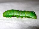 Euplexia_lucipara_larva_laskosyokkonen_toukka_29_8_2015_28329.JPG