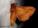 Euthrix_potatoria_heinanorsu_koiras_13_7_2015.jpg