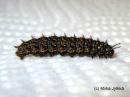 Fabriciana_adippe_larva_ketohopeatapla_toukka_6_6_2017.jpg