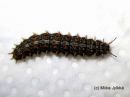 Fabriciana_adippe_larva_ketohopeatapla_toukka_6_6_2017_28229.jpg