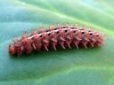 Fabriciana_adippe_larva_ketohopeatapla_toukka_IMG_8981.JPG