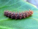 Fabriciana_adippe_larva_ketohopeatapla_toukka_IMG_8985.JPG