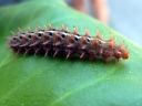 Fabriciana_adippe_larva_ketohopeatapla_toukka_IMG_8987.JPG