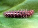 Fabriciana_adippe_larva_ketohopeatapla_toukka_IMG_8989.JPG