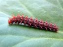 Fabriciana_adippe_larva_ketohopeatapla_toukka_IMG_8991.JPG