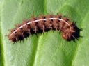 Fabriciana_adippe_larva_ketohopeatapla_toukka_IMG_8997.JPG