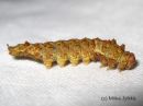 Falcaria_lacertinaria_larva_nyhasirppisiipi_toukka_29_8_2015.JPG