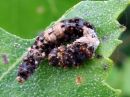 Falcaria_lacertinaria_larva_nyhasirppisiipi_toukka_IMG_4435.jpg