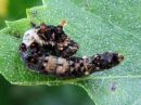 Falcaria_lacertinaria_larva_nyhasirppisiipi_toukka_IMG_4441.jpg