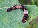 Falcaria_lacertinaria_larva_nyhasirppisiipi_toukka_IMG_4445.jpg