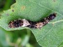 Falcaria_lacertinaria_larva_nyhasirppisiipi_toukka_IMG_4446.jpg