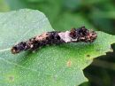 Falcaria_lacertinaria_larva_nyhasirppisiipi_toukka_IMG_4449.jpg