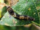 Falcaria_lacertinaria_larva_nyhasirppisiipi_toukka_IMG_4966.jpg