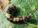 Falcaria_lacertinaria_larva_nyhasirppisiipi_toukka_IMG_4967.jpg