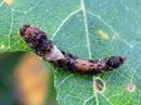 Falcaria_lacertinaria_larva_nyhasirppisiipi_toukka_IMG_4977.jpg