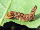 Falcaria_lacertinaria_larva_nyhasirppisiipi_toukka_IMG_5921.jpg