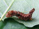 Falcaria_lacertinaria_larva_nyhasirppisiipi_toukka_IMG_5924.jpg