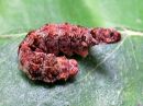 Falcaria_lacertinaria_larva_nyhasirppisiipi_toukka_IMG_5926.jpg