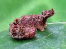 Falcaria_lacertinaria_larva_nyhasirppisiipi_toukka_IMG_5927.jpg