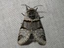 Furcula_bifida_haapahangokas_IMG_6875.jpg