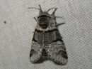 Furcula_bifida_haapahangokas_IMG_6880.jpg