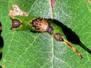 Furcula_bifida_larva_haapahangokas_toukka_IMG_1885.JPG