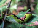 Furcula_bifida_larva_haapahangokas_toukka_IMG_2152.JPG