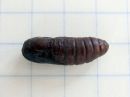 Furcula_bifida_pupa_haapahangokas_kotelo_IMG_4698.jpg