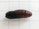 Furcula_bifida_pupa_haapahangokas_kotelo_IMG_4699.jpg