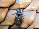 Gastrodes_abietum_kuudenkapylude_IMG_0679.JPG