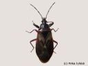 Gastrodes_abietum_kuusenkapylude_28_11_2014.jpg